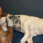 governo-sanciona-lei-que-proibe-tatuagens e-piercings em-caes e-gatos