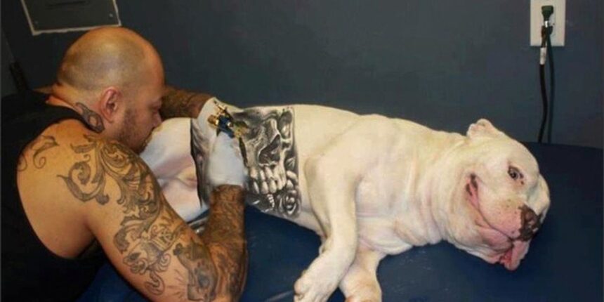 governo-sanciona-lei-que-proibe-tatuagens e-piercings em-caes e-gatos