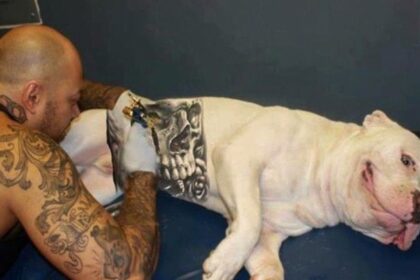 governo-sanciona-lei-que-proibe-tatuagens e-piercings em-caes e-gatos