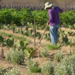 estudo-mostra-ganhos-necessarios-para-vida-digna-em-areas-do-semiarido
