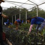 parceria-entre-pesquisadores-e-comunidades-protege-mangues-na-amazonia
