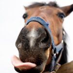 os-cavalos-tem-um-repertorio-complexo-de-expressoes-faciais,-assim-como-os-primatas