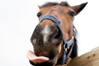 os-cavalos-tem-um-repertorio-complexo-de-expressoes-faciais,-assim-como-os-primatas