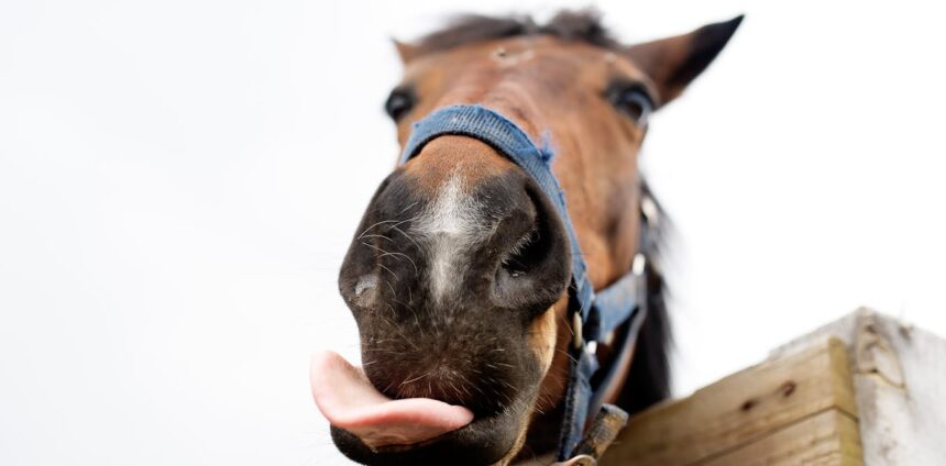 os-cavalos-tem-um-repertorio-complexo-de-expressoes-faciais,-assim-como-os-primatas