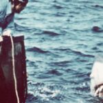 50-anos-depois-de-“tubarao”,-os-pesquisadores-poem-fim-ao-mito-do-peixe-devorador-de-pessoas
