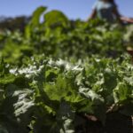 parceria-destina-r$-299-milhoes-para-agricultura-familiar-na-bahia