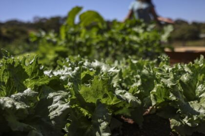 parceria-destina-r$-299-milhoes-para-agricultura-familiar-na-bahia