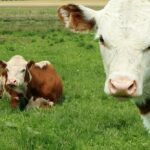 vaca-louca:-como-proteinas-podem-infectar-seres-vivos?