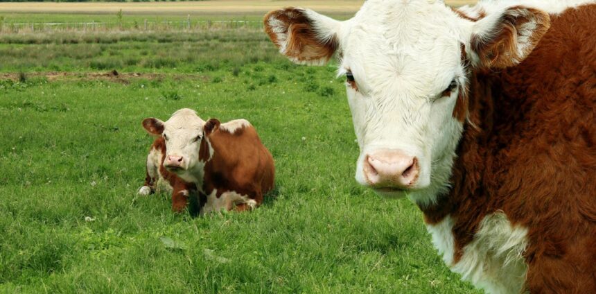 vaca-louca:-como-proteinas-podem-infectar-seres-vivos?