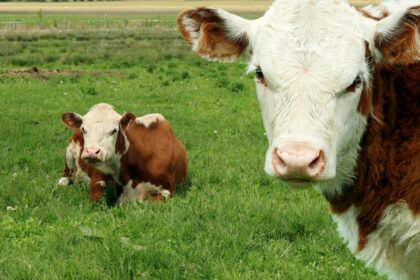 vaca-louca:-como-proteinas-podem-infectar-seres-vivos?