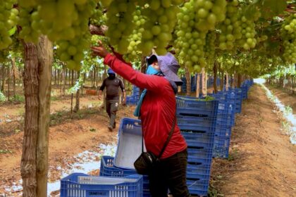 caminhos-da-reportagem:-vale-do-sao-francisco,-o-sertao-tecnologico
