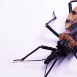 mudancas-climaticas-podem-ampliar-o-risco-da-doenca-de-chagas-na-amazonia
