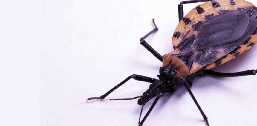 mudancas-climaticas-podem-ampliar-o-risco-da-doenca-de-chagas-na-amazonia