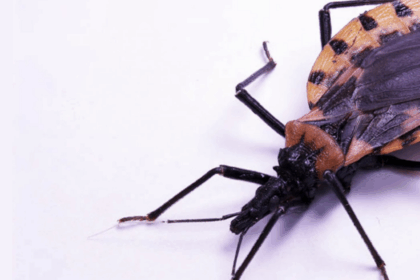 mudancas-climaticas-podem-ampliar-o-risco-da-doenca-de-chagas-na-amazonia