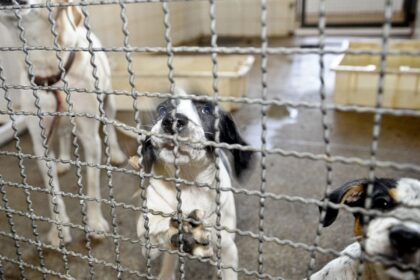 projeto-aprovado-na-camara-proibe-uso-de-animais-em-testes-cosmeticos