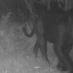 onca-preta-aparece-pela-primeira-vez-em-reserva-no-cerrado