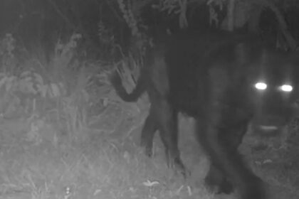 onca-preta-aparece-pela-primeira-vez-em-reserva-no-cerrado