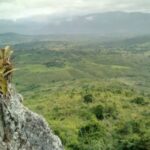 pesquisador-indigena-cataloga-150-plantas-medicinais-de-seu-territorio