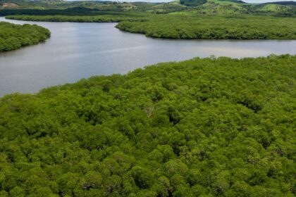 campanha-pede-criacao-de-reserva-para-proteger-manguezal-em-pernambuco