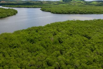 campanha-pede-criacao-de-reserva-para-proteger-manguezal-em-pernambuco