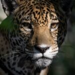 como-os-incendios-tambem-serviram-de-estimulo-para-uma-evolucao-na-preservacao-do-pantanal