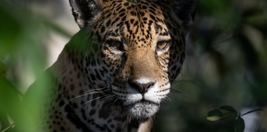 como-os-incendios-tambem-serviram-de-estimulo-para-uma-evolucao-na-preservacao-do-pantanal
