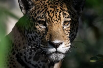 como-os-incendios-tambem-serviram-de-estimulo-para-uma-evolucao-na-preservacao-do-pantanal