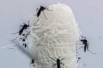 capital-paulista-tem-queda-de-90,5%-nos-casos-confirmados-de-dengue