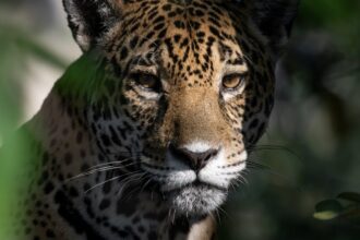 como-os-incendios-tambem-serviram-de-estimulo-para-uma-evolucao-na-preservacao-do-pantanal