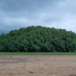 a-importancia-dos-manguezais-no-enfrentamento-as-mudancas-climaticas-em-gana