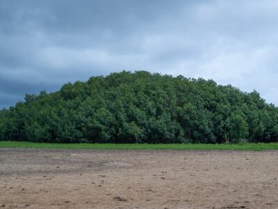 a-importancia-dos-manguezais-no-enfrentamento-as-mudancas-climaticas-em-gana
