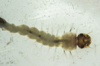 brasil-inaugura-maior-biofabrica-do-mundo-de-mosquitos-“do-bem”