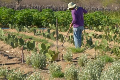rendimento-de-trabalhador-rural-sobe-5,5%-no-1o-trimestre