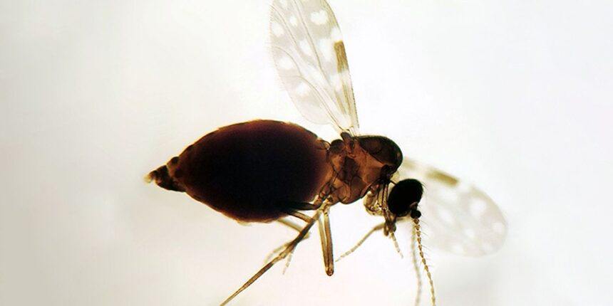 antes-restrita-a-amazonia,-febre-oropouche-se-espalha-pelo-pais