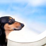 animais-de-estimacao-estao-influenciando-cada-vez-mais-as-decisoes-de-vida-de-seus-tutores
