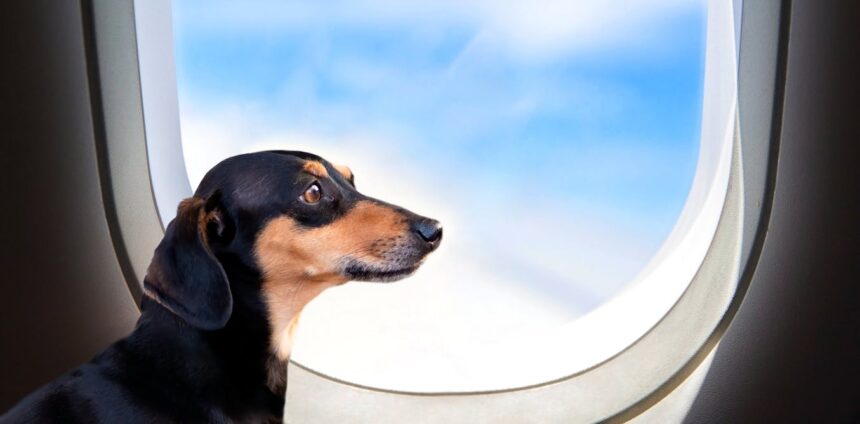 animais-de-estimacao-estao-influenciando-cada-vez-mais-as-decisoes-de-vida-de-seus-tutores