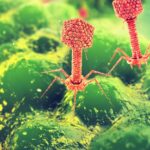 como-virus-antigos-podem-ajudar-a-combater-a-resistencia-de-bacterias-a-antibioticos