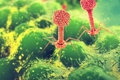 como-virus-antigos-podem-ajudar-a-combater-a-resistencia-de-bacterias-a-antibioticos