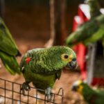 policia-do-rio-resgata-90-aves-silvestres-que-seriam-vendidas-em-feira