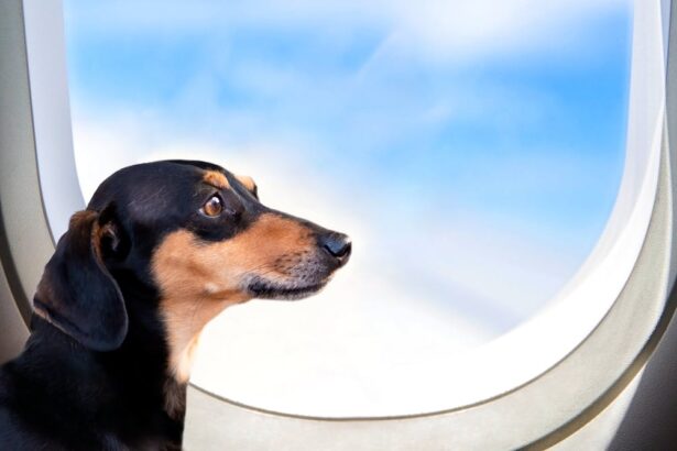 animais-de-estimacao-estao-influenciando-cada-vez-mais-as-decisoes-de-vida-de-seus-tutores