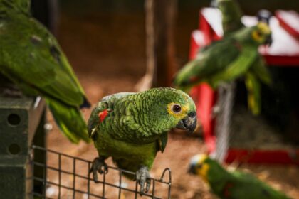 policia-do-rio-resgata-90-aves-silvestres-que-seriam-vendidas-em-feira