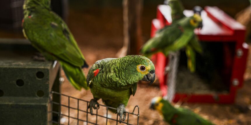 policia-do-rio-resgata-90-aves-silvestres-que-seriam-vendidas-em-feira