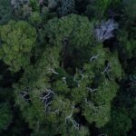 brasil-tem-o-desafio-de-elevar-financiamento-para-florestas-na-cop30