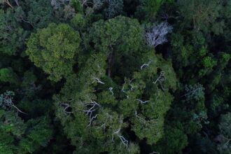 brasil-tem-o-desafio-de-elevar-financiamento-para-florestas-na-cop30