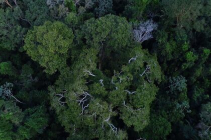 brasil-tem-o-desafio-de-elevar-financiamento-para-florestas-na-cop30