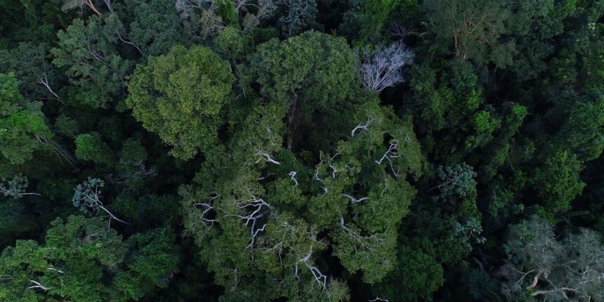 brasil-tem-o-desafio-de-elevar-financiamento-para-florestas-na-cop30