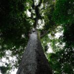 lula-sanciona-lei-do-licenciamento-ambiental-com-63-vetos