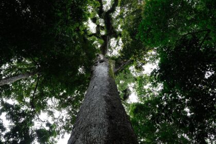 lula-sanciona-lei-do-licenciamento-ambiental-com-63-vetos