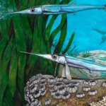 cientistas-brasileiros-identificam-nova-especie-de-peixe-pre-historico