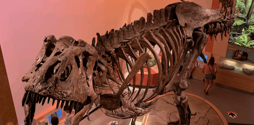 cientistas-descobrem-vasos-sanguineos-preservados-no-maior-fossil-de-tiranossauro-rex-do-mundo